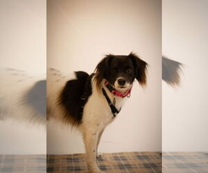 Border Collie-Cocker Spaniel Mix Dogs for adoption in Princeton, MN, USA