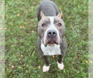 Mutt Dogs for adoption in Conroe, TX, USA