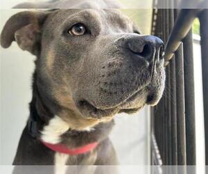 American Pit Bull Terrier-Unknown Mix Dogs for adoption in Houston, TX, USA