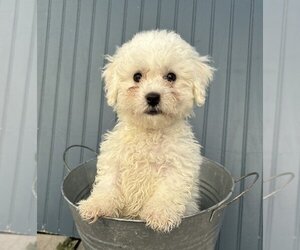 Bichon Frise Dogs for adoption in Lakewood, CO, USA