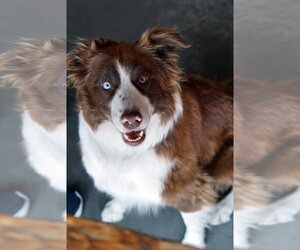 Border Collie Dogs for adoption in Crystal , MN, USA