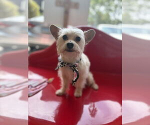 Mutt Dogs for adoption in Studio City, CA, USA