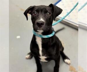 Labrador Retriever-Unknown Mix Dogs for adoption in Peoria, IL, USA
