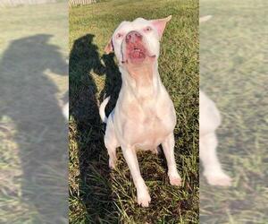 American Bulldog Dogs for adoption in Rosenberg, TX, USA