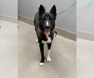 Siberian Husky-Unknown Mix Dogs for adoption in Las Vegas, NV, USA