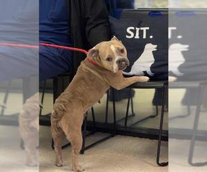 Bulldog-Unknown Mix Dogs for adoption in Sugar Land, TX, USA