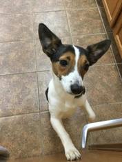 Jack Russell Terrier Dogs for adoption in Martinsburg, WV, USA