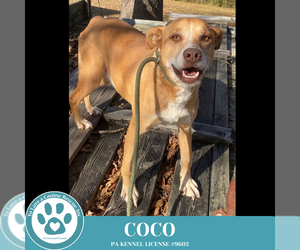 Sheprador Dogs for adoption in Kimberton, PA, USA