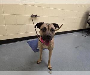 Mutt Dogs for adoption in Denver, CO, USA