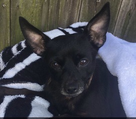 Chihuahua-Unknown Mix Dogs for adoption in Kenner, LA, USA