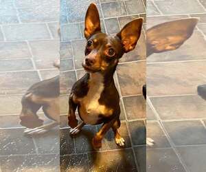 - Mix Dogs for adoption in Landenberg, PA, USA