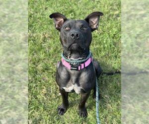 American Staffordshire Terrier Dogs for adoption in Fort Lauderdale, FL, USA