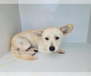 Cairn Terrier-Norfolk Terrier Mix Dogs for adoption in Houston, TX, USA