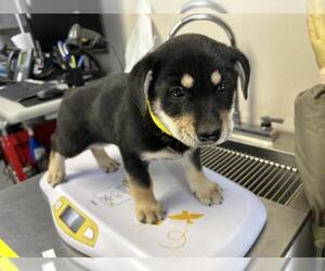 German Shepherd Dog-Unknown Mix Dogs for adoption in Visalia, CA, USA