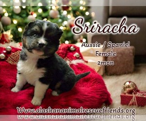 Australian Shepherd-Colonial Cocker Spaniel Mix Dogs for adoption in Anchorage, AK, USA