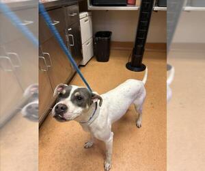 Mutt Dogs for adoption in Martinez, CA, USA