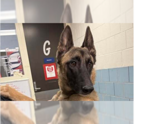 German Shepherd Dog-Unknown Mix Dogs for adoption in Imlay City, MI, USA