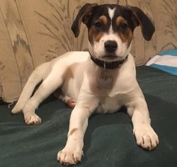 Medium Photo #1 Mutt Puppy For Sale in Kennesaw, GA, USA