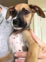 Medium Photo #1 Boxer-Unknown Mix Puppy For Sale in Gilbertsville, PA, USA