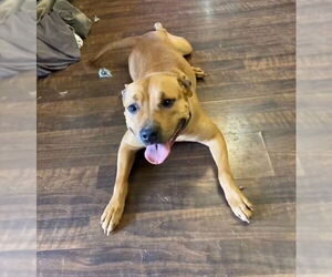 American Pit Bull Terrier Dogs for adoption in Chatham, VA, USA