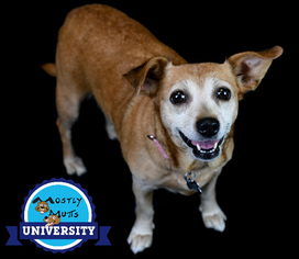 Beagi Dogs for adoption in Kennesaw, GA, USA