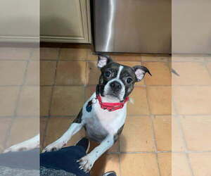 Boglen Terrier Dogs for adoption in Caldwell, NJ, USA