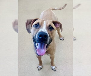 Labrador Retriever-Unknown Mix Dogs for adoption in Derwood, MD, USA