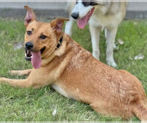 Golden Retriever-Unknown Mix Dogs for adoption in Great Bend, KS, USA