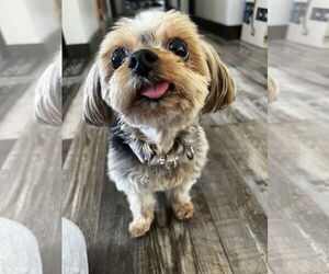 Mutt Dogs for adoption in Farmington, MN, USA