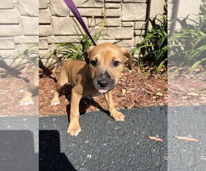 Mutt Dogs for adoption in Sterling, MA, USA