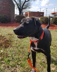 Lab-Pointer Dogs for adoption in Thomasville, NC, USA