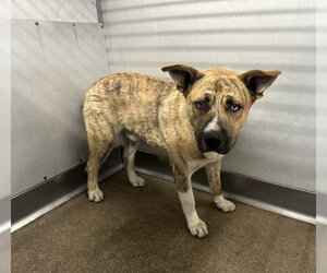 Mutt Dogs for adoption in San Bernardino, CA, USA