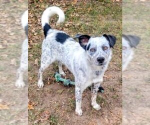 Mutt Dogs for adoption in Cottage Grove, MN, USA