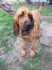 Medium Photo #1 Bloodhound Puppy For Sale in Glen Haven, WI, USA