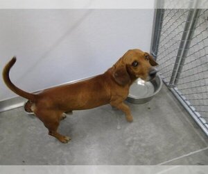 Basschshund Dogs for adoption in Temple, TX, USA