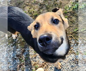 Mutt Dogs for adoption in Rockaway, NJ, USA