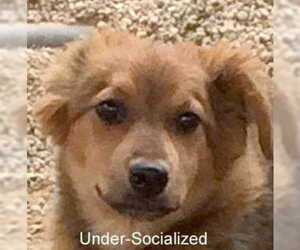 Retriever -Unknown Mix Dogs for adoption in Taos, NM, USA