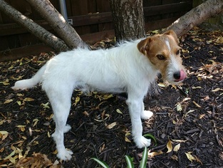 Jack Russell Terrier Dogs for adoption in Carrollton, TX, USA