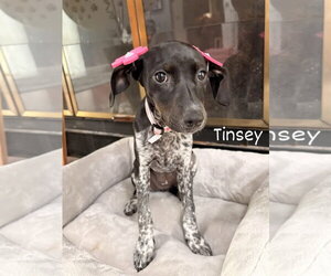 Mutt Dogs for adoption in Tarrytown, GA, USA