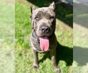 Mastiff-Unknown Mix Dogs for adoption in Riverside, CA, USA