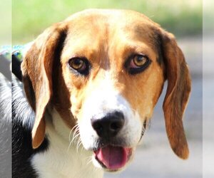 Beagle Dogs for adoption in Canton, CT, USA