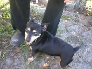 Medium Photo #1 Chiweenie Puppy For Sale in Middleburg, FL, USA