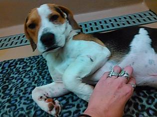 Beagle Dogs for adoption in Colton, CA, USA