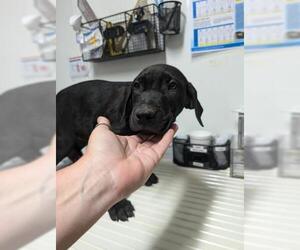 Mastiff-Unknown Mix Dogs for adoption in Bakersfield, CA, USA