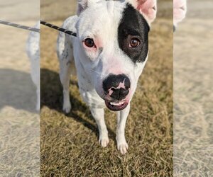 Pointer-Unknown Mix Dogs for adoption in Mount Carmel, IL, USA