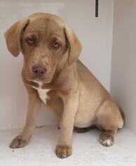 Medium Photo #1 Labrador Retriever Puppy For Sale in Houston, TX, USA