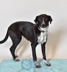 Pointer-Unknown Mix Dogs for adoption in Oxford, MI, USA