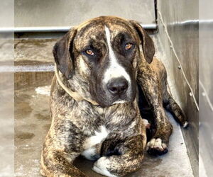 American Pit Bull Terrier Dogs for adoption in San Bernardino, CA, USA