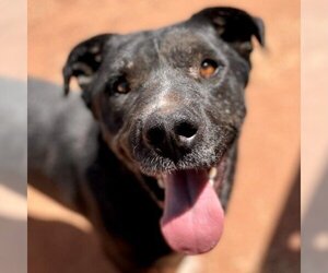 Mutt Dogs for adoption in Moab, UT, USA