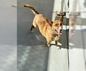 Pembroke Welsh Corgi Dogs for adoption in Salinas, CA, USA